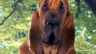 Bloodhound Wallpaper