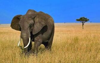 African Elephants HD Wallpaper
