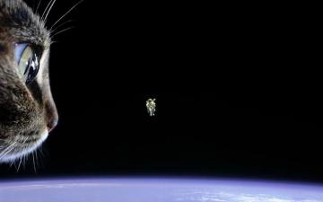 Giant Cat Looking At The Astronaut HD Wallpaper