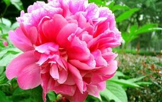 Peony Flower Macro Photography Wallpaper