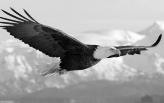 HD Eagles Wallpaper And Photos Animals