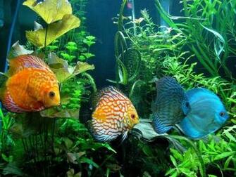 Discus Fish Wallpaper