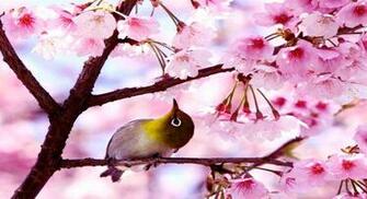 Birds And Blooms Image Of Pics