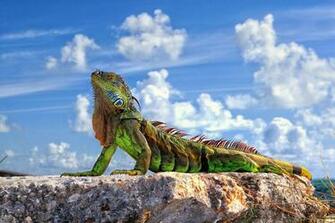 Iguana Cool Wallpaper