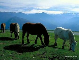 Similiar Farm Animals Wallpaper Keywords