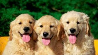 Nature Animals Wildlife Dogs Wallpaper