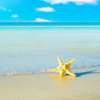 Sweet Starfish Beach Wallpaper All HD
