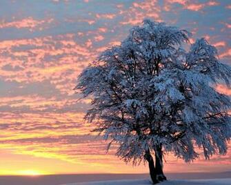 Sunset Winter Tree Desktop Pc And Mac Wallpaper