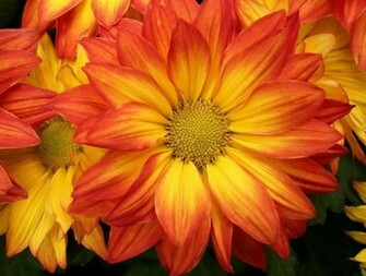 Bright Orange Flower Wallpaper