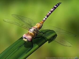 3d Graphics Dragonfly