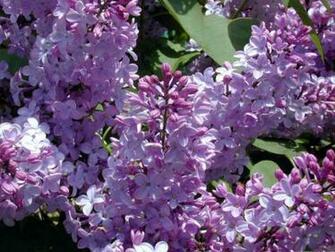Fondos De Pantalla Lilas Wallpaper