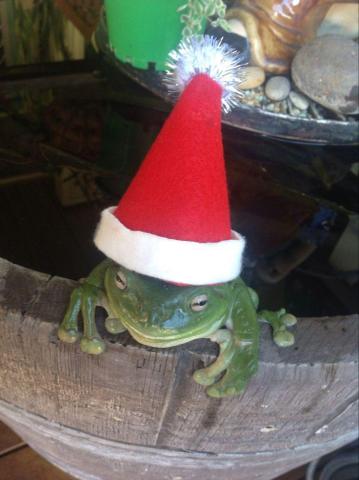 Christmas Frog Wallpaper Pictures Cute Frogs