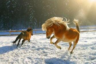 Winter Horses Wallpaper