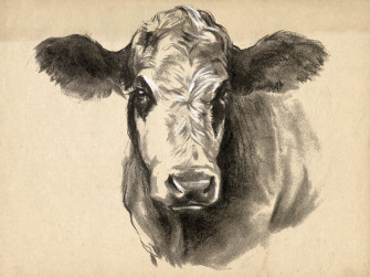 Charcoal Cow Beautiful Wall Mural Photowall