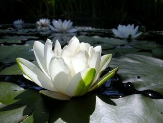 Lily Pads Wallpaper Water Lilies