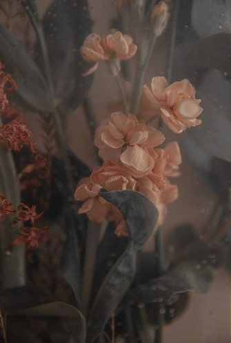 Flower Picture Wallpaper