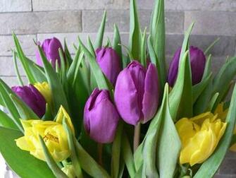 Wallpaper Purple Tulips Flowers Desktop Background