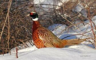 Pheasant Wallpaper