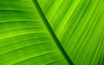 Palm Leaf Wallpaper