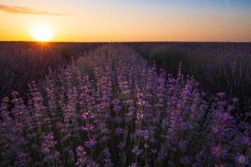 Lavender Field At Sunset Background High Quality Background