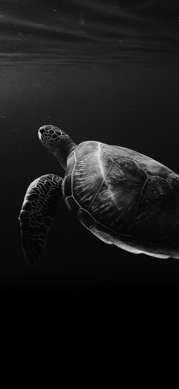 Sea Turtle Wallpaper 4k Under The Monochrome