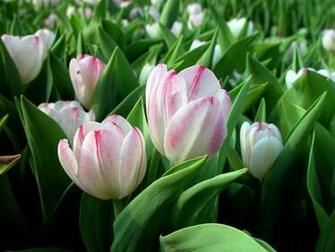 Tulip Flower Flowers Background Wallpaper