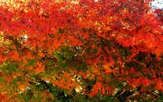 Autumn Wallpaper