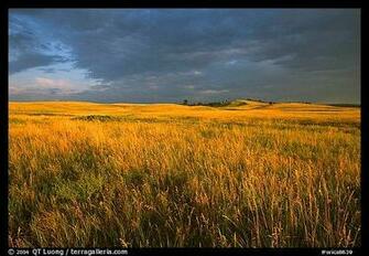 Tall Prairie Grass And Dark Sky At Bison Flats Early Morning Wind