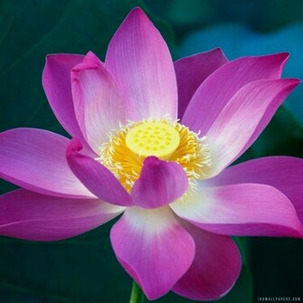 Lotus Flower Wallpaper