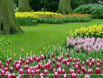 Tulips Wallpaper