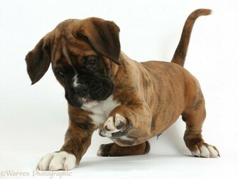 Boxer Puppy Wallpaper