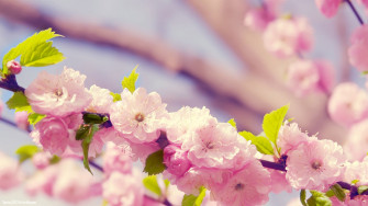 Flowers Wallpaper