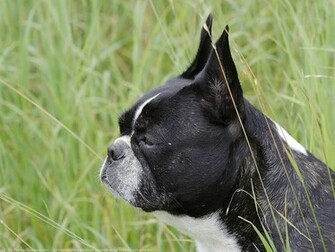 T L Chargement Du Fond D Cran De Chiens Boston Terrier En
