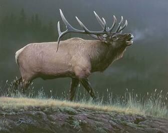Screensavers Elk For