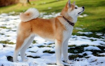 Wallpaper HD Akita Inu Dog Expert