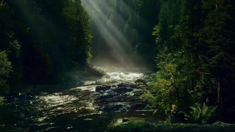 Stream In The Forest Thumb Wallpaper