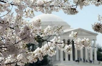 The Thomas Jefferson Memorial In Background Cherry Trees Blossom