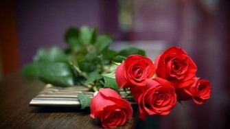 Red Rose Wallpaper Flowers HD Pictures One