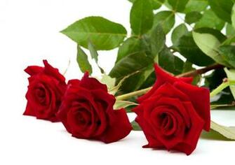 Roses Flowers