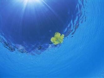 Hawaii Island Light Shining Through Water Hawaiian Underwater