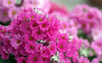 Spring Flowers Pink Wallpaper HD S