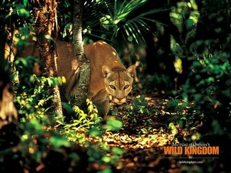 Puma Wallpaper Desktop