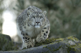 Snow Leopard Full HD Wallpaper And Image