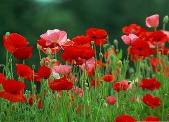 Best Flowers In The World Red Flower Wallpaper