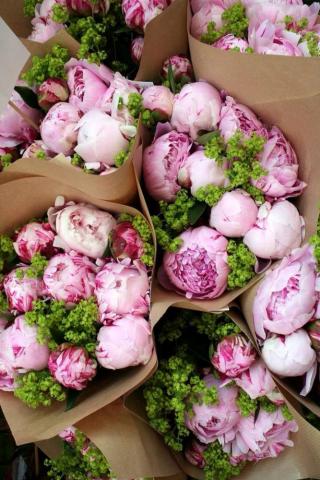 Peony Ideas Flower Wallpaper Beautiful Flowers