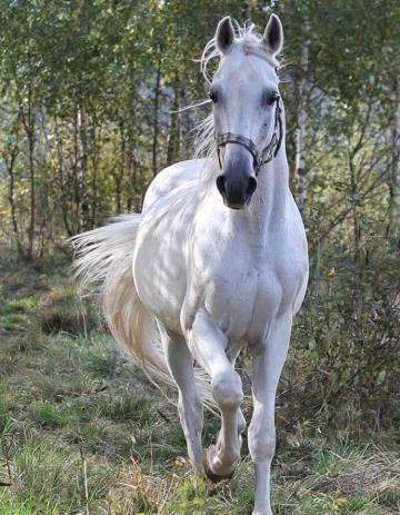 White Horse Names Horses