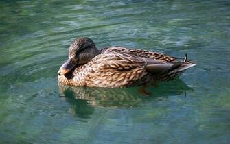Wood Duck Wallpaper Dopepicz