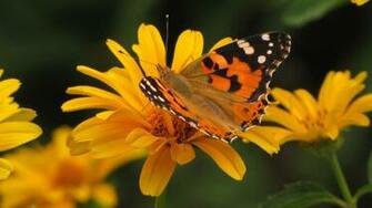 Summer Butterfly Full HD Desktop Wallpaper 1080p