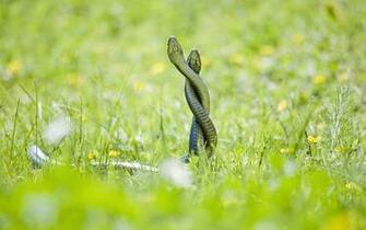 Grass Snake Background Wallpaper Unity Pixel