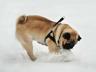 Pug Dogs Full HD Wallpaper